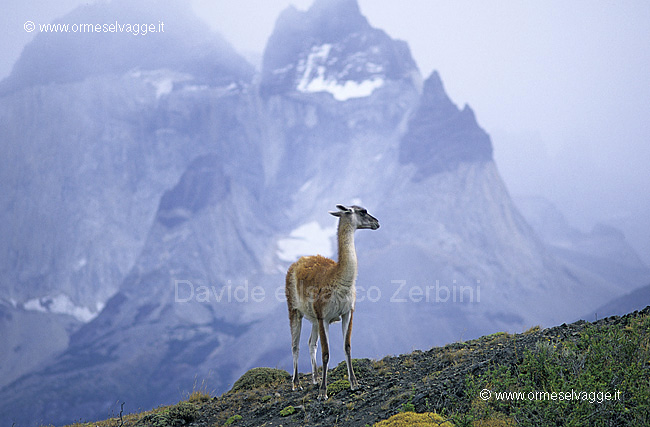 Guanaco 27-22-03